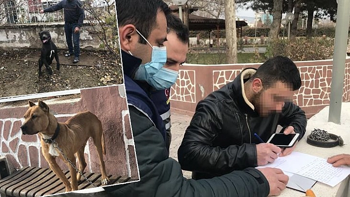 Çocuk parkında pitbull gezdiriyordu, cezayı duyunca kendi elleri ile teslim etti