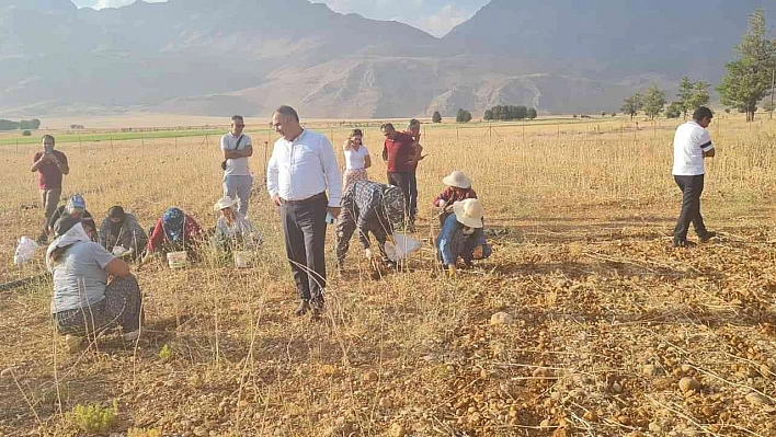 Coğrafi işaretli Tunceli sarımsağının ilk hasadı yapıldı