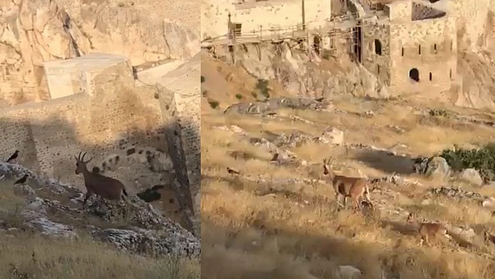 Dağ Keçileri Harput'u Mesken Tuttu