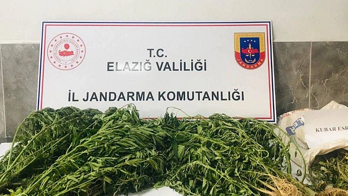 Damla sulama sistemiyle kenevir yetiştiren şüpheli suçüstü yakalandı