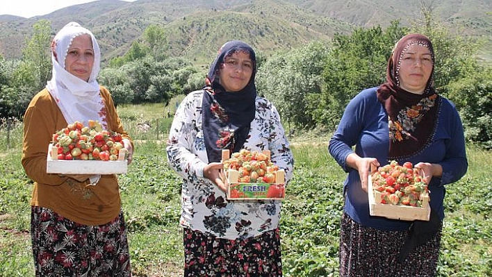 Davul Klarnet Eşliğinde Çilek Hasadı Başladı