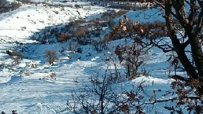 Deprem yaban keçilerini de ürküttü