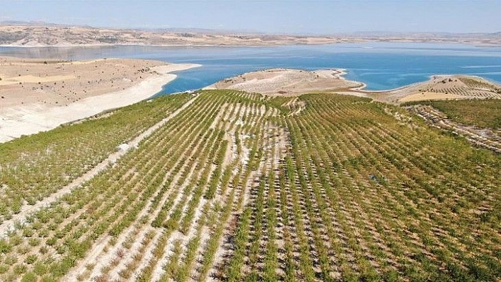 Devletten destek aldı, bin dönüm arazi üzerine ektiği bademlerin hasadına başladı