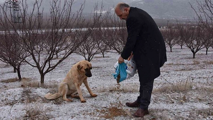 Doğanşehir'de sokak hayvanlarını unutmadı