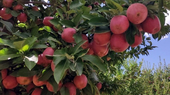 Doğanşehir elmasında hasat zamanı