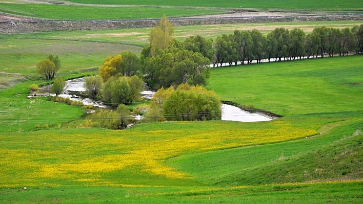 Doğu Orman Fakiri