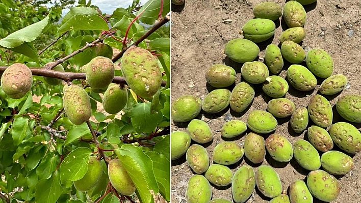 Dolu, kayısı ağaçlarına zarar verdi