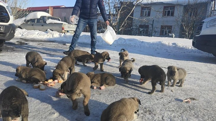 Donmak üzere olan 17 yavru köpeğe vatandaşlar sahip çıktı