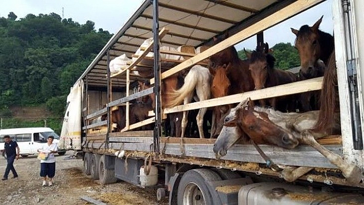 Düğünde kesilmek üzere götürdüğü atları tır parkında ölüme tek etti