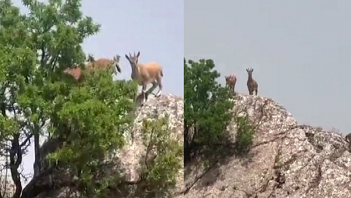 Dün Palu'yu Mesken Tutmuşlardı Bugün Harput'ta Görüntülendiler!