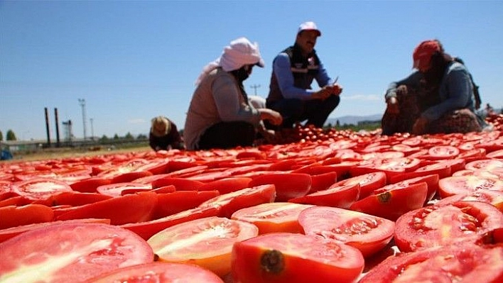 Dünya sofralarına lezzet katacak kurutmalık domatesin hasadı başladı