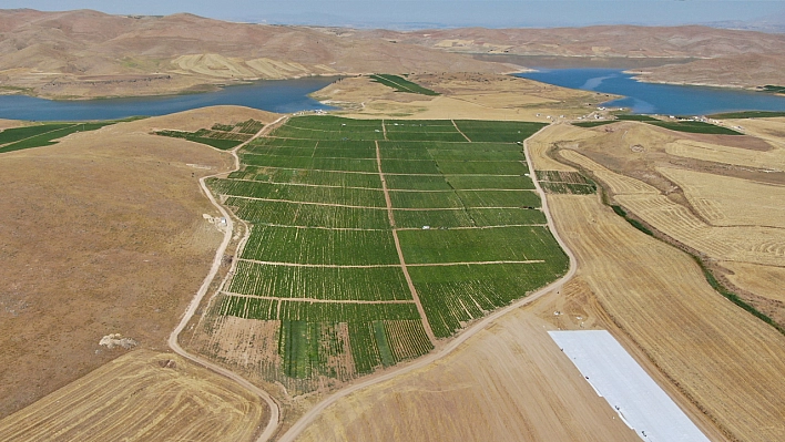 Dünya Sofralarını Elazığ Renklendiriyor