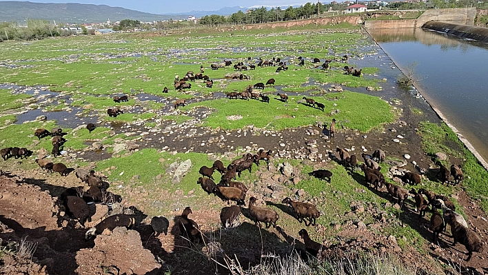 Elazığ'a Bahar Geldi, Koyun Sürüleri Otlağa İndi