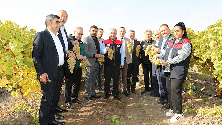 Elazığ bağlarında hasat zamanı: Hoşköy'de üreticiler bir araya geldi