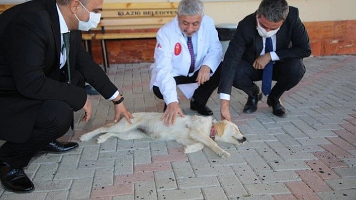 Elazığ Belediyesi 'Can Dostlarımızı' Unutmadı