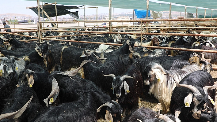 Elazığ Belediyesi, kurban satış ve kesim alanını açıkladı