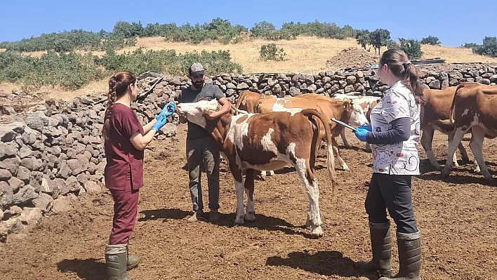 Elazığ büyükbaş hayvanlara yönelik aşılama çalışması