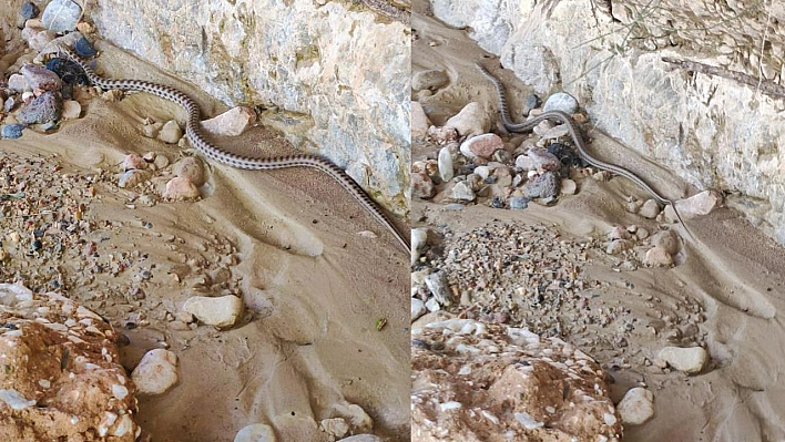 Elazığ'da 1 Buçuk Metre Kocabaş Yılanı Görüntülendi