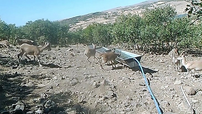 Elazığ'da 11 Aylık Yaban Hayatı Fotokapanlara Yansıdı
