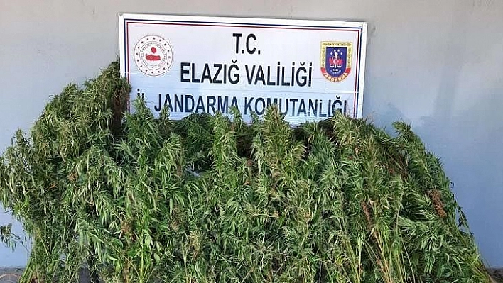 Elazığ'da 110 kök kenevir ele geçirildi