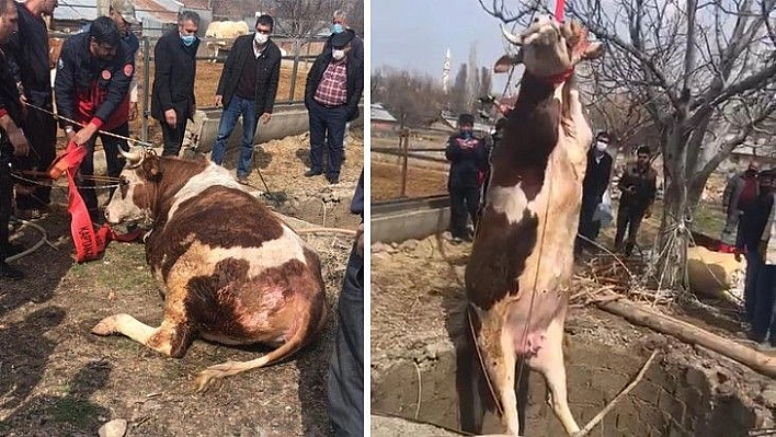 Elazığ'da 14 metrelik kuyuya düşen gebe inek, 1 saatlik çalışmayla kurtarıldı