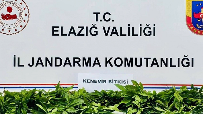 Elazığ'da 158 Kök Kenevir Ele Geçirildi