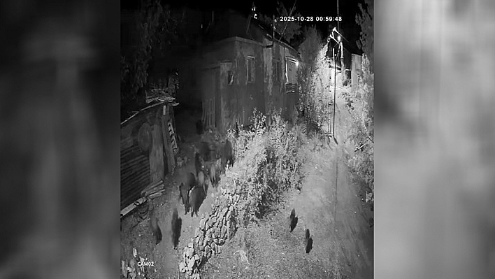 Elazığ'da aç kalan domuz sürüsü bahçeye dadandı