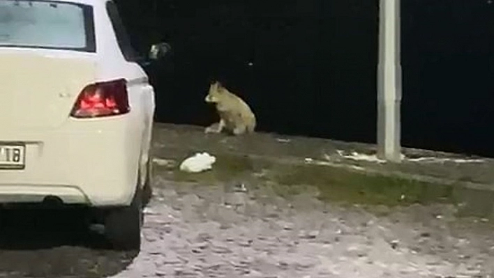 Elazığ'da aç kalan tilki mahallede yiyecek aradı