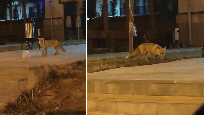 Elazığ'da aç kalan tilki şehir merkezine indi