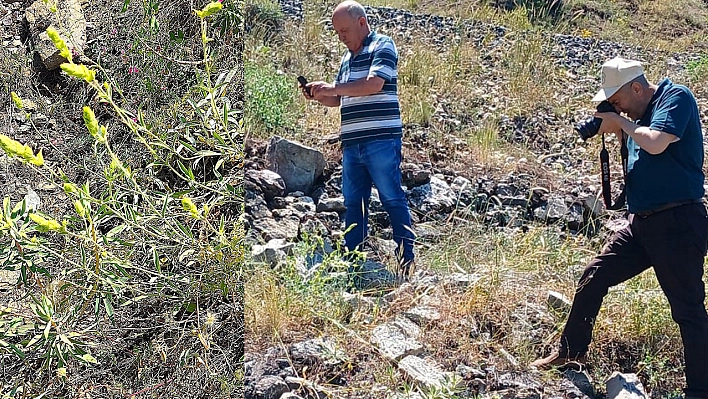 Elazığ'da ada çayı izleme çalışması yapıldı