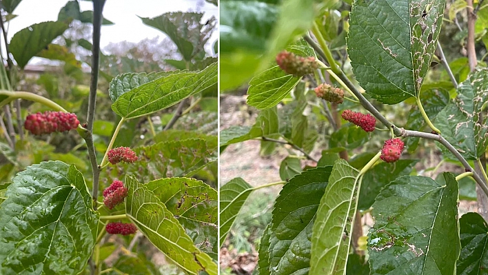 Elazığ'da ağaçlar da şaşırdı, ilginç görüntüler oluştu