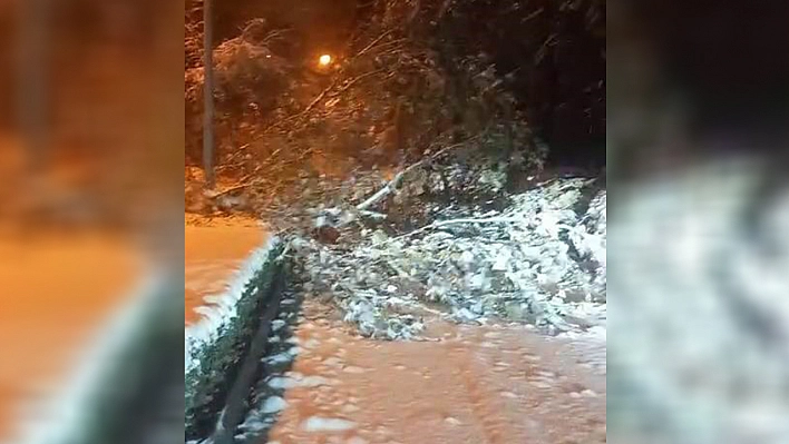 Elazığ'da ağaçlar devrildi