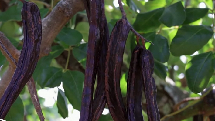 Elazığ'da aktarlarda sürekli soruluyor: Talep patlaması yaşıyor!