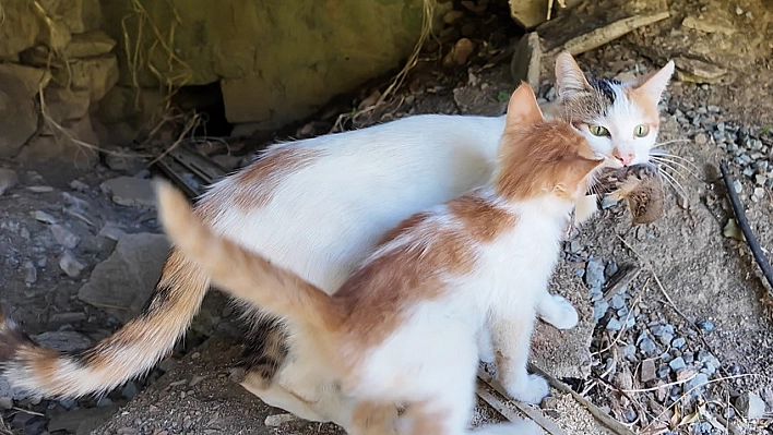 Elazığ'da anne kedi yavrusuna serçe besledi