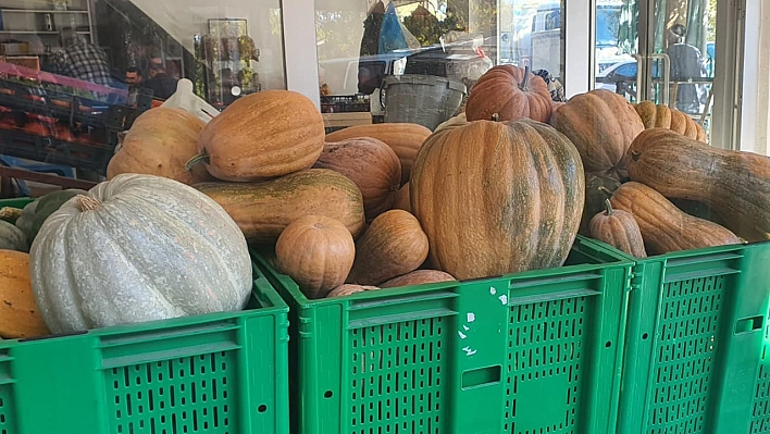 Elazığ'da ata tohumundan dev kabaklar