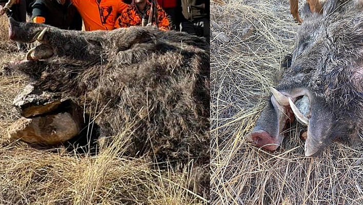 Elazığ'da avcılar 250 kiloluk domuz avladı