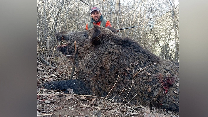 Elazığ'da avlandı, görenler aslan sandı