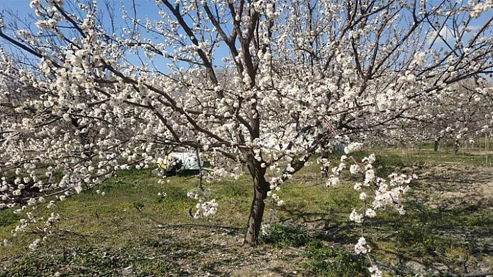 Elazığ'da badem ve kayısı ağaçları çiçek açtı