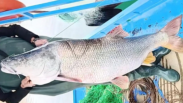 Elazığ'da balıkçının ağına dev turna balığı takıldı