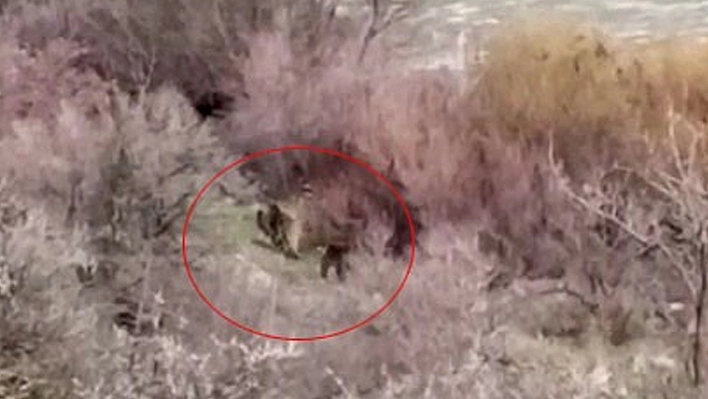 Elazığ'da balıkçıyla ayı ailesi burun buruna geldi