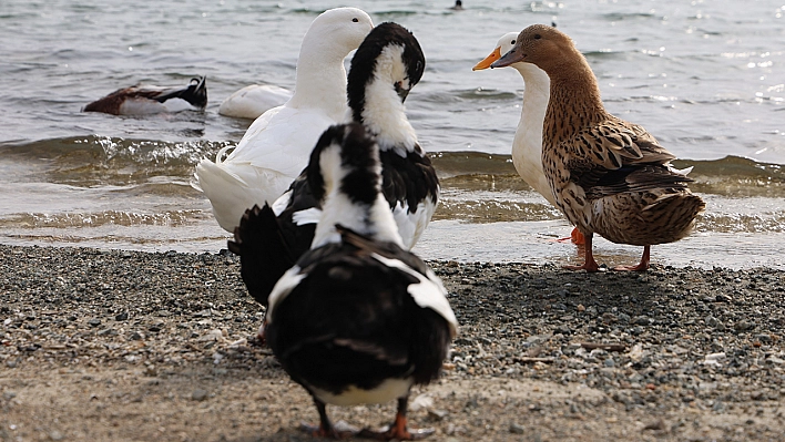 Elazığ'da baraj gölü zengin Fauna çeşitliği ile dikkat çekiyor