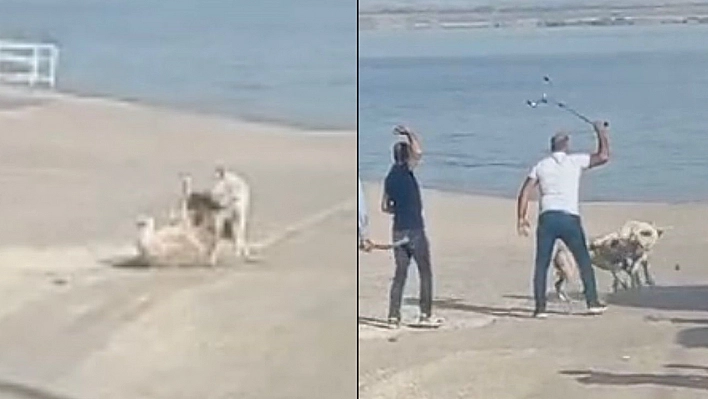 Elazığ'da Başı Boş Köpeklerin Kavgasını Vatandaşlar Sopa İle Ayırdı