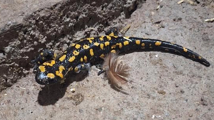 Elazığ'da benekli semender görüldü