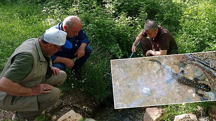 Elazığ'da Benekli Semender İzleme Çalışması Yapıldı