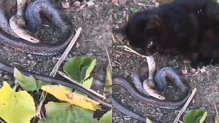 Elazığ'da Bir Kedi Boyundan  Büyük İşlere Kalkıştı