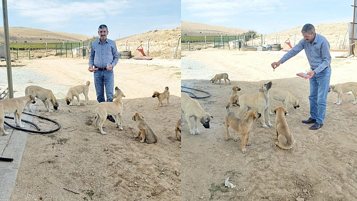 Elazığ'da Bir Muhtarın Hayvan Sevgisi: 22 Yıldır Sahipsiz Köpekleri Besliyor