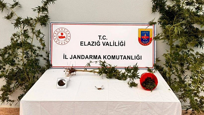 Elazığ'da bir şahıs evinin bahçesine uyuşturucu ekti!