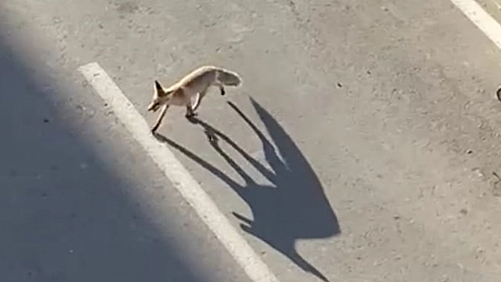 Elazığ'da Bu da Oldu!