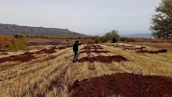 Elazığ'da bu kadarına da pes dedirten hırsızlık, 225 kayısı fidanı çaldılar