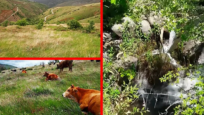 Elazığ'da bu köy: 'Nergis kadar saf, göç kadar hüzünlü'